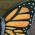 Monarch Butterfly Urn Detail
